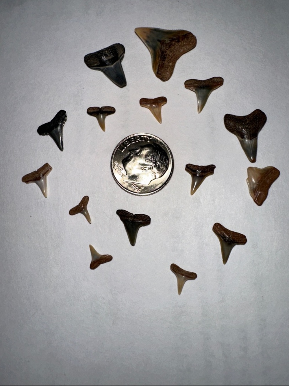 Lot of Genuine Fossil Shark Teeth- Mixed Sizes Natural Specimens (Galveston, TX)